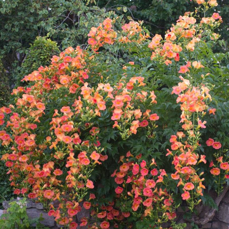 Bignone grandiflora à fleurs Orange - feuillage Caduc - Pot de 1L - 30/60 cm- hauteur à maturité De 3,00 m à 5,00 m - Image 2