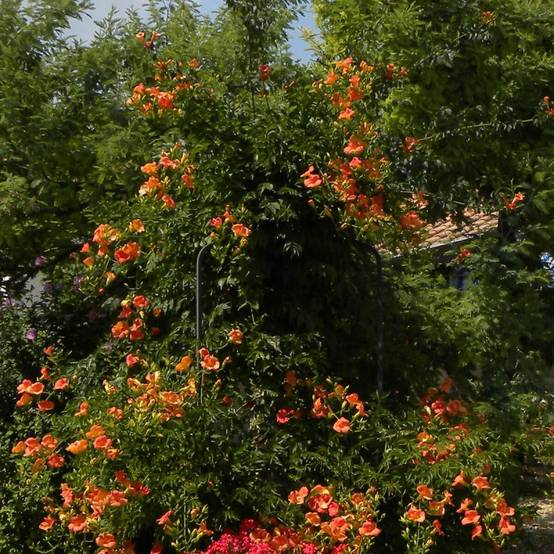 Bignone grandiflora à fleurs Orange - feuillage Caduc - Pot de 1L - 30/60 cm- hauteur à maturité De 3,00 m à 5,00 m - Image 4