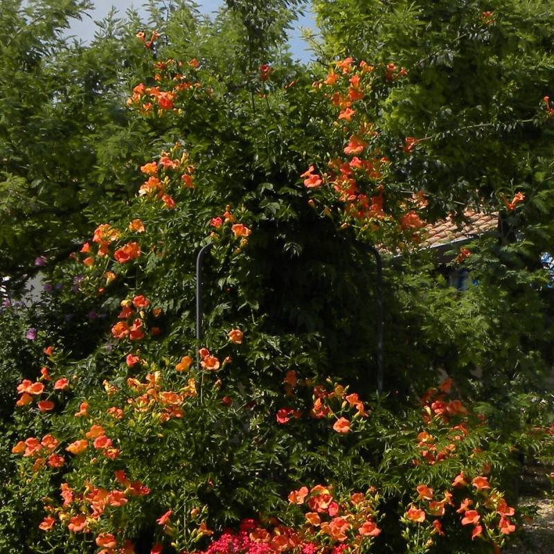 Bignone grandiflora à fleurs Orange - feuillage Caduc - Pot de 1L - 30/60 cm-  hauteur à maturité De 3,00 m à 5,00 m - Image 4