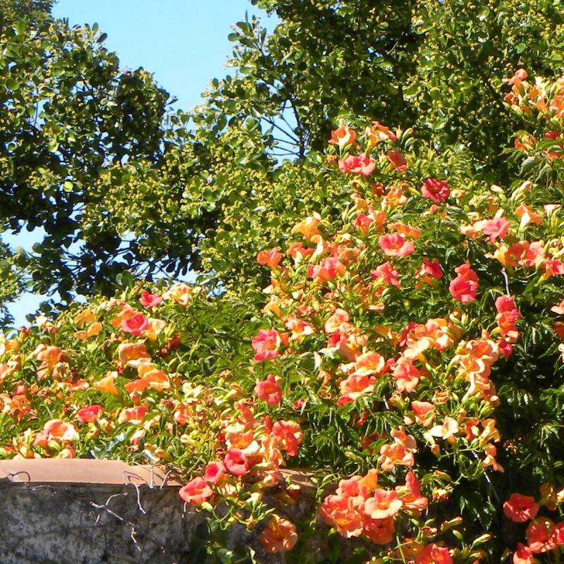 Bignone grandiflora à fleurs Orange - feuillage Caduc - Pot de 1L - 30/60 cm- hauteur à maturité De 3,00 m à 5,00 m - Image 9