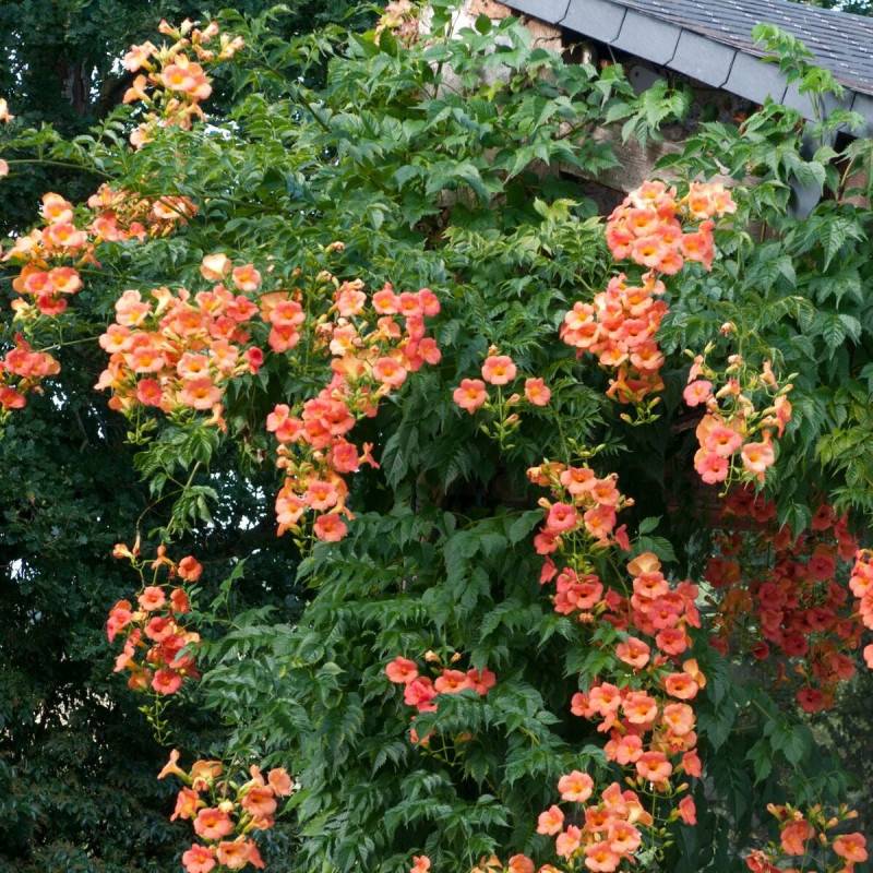 Bignone grandiflora à fleurs Orange - feuillage Caduc - Pot de 1L - 30/60 cm- hauteur à maturité De 3,00 m à 5,00 m - Image 10