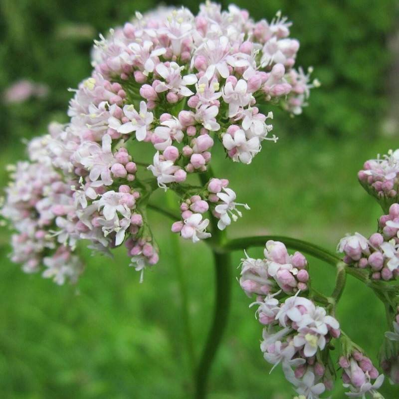 Valériane officinale à fleurs Rose - feuillage Semi-Persistant - Godet - 5/20 cm-  hauteur à maturité De 1,00 m à 1,50 m - Image 1