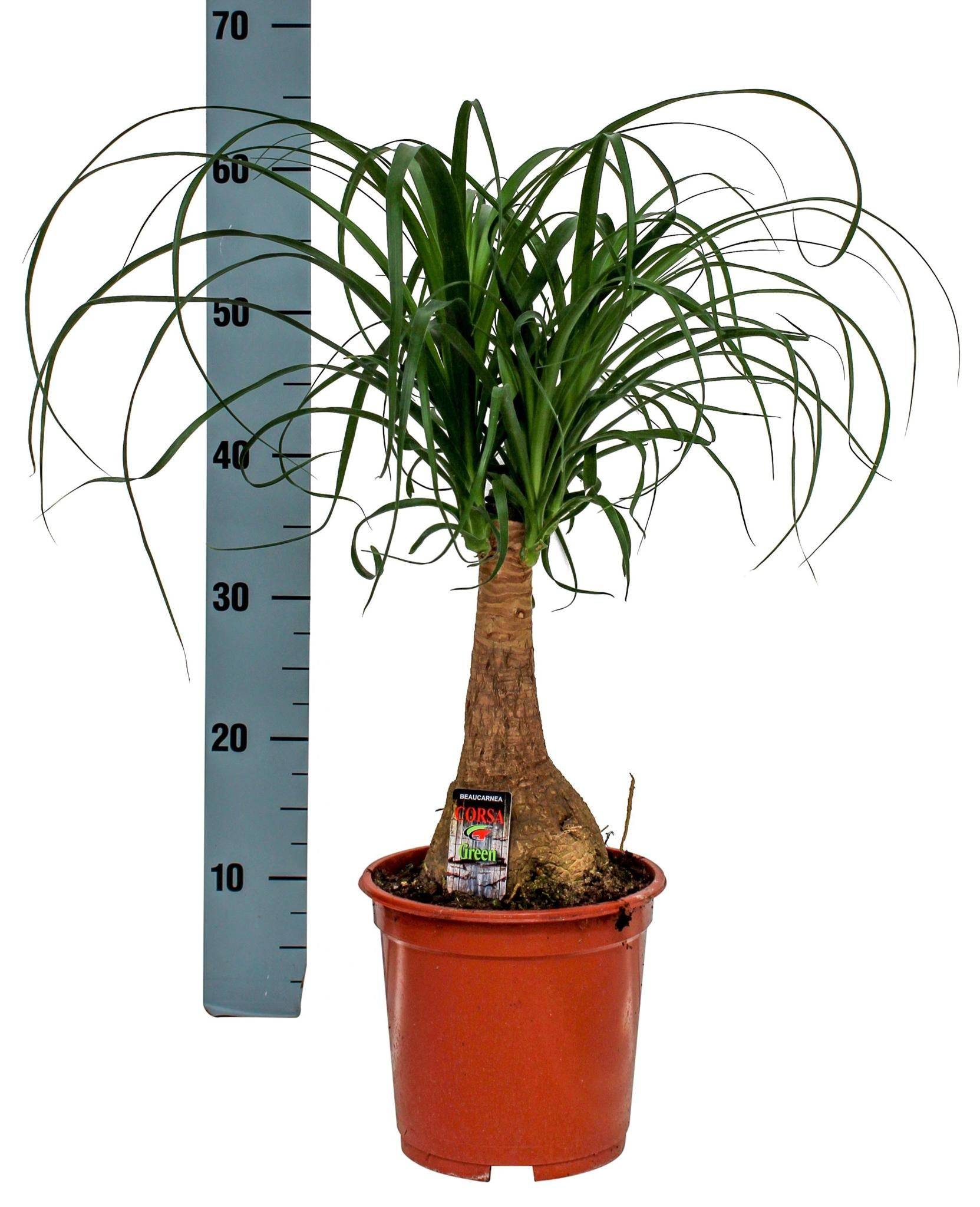 Beaucarnea Nolina 60cm - Plante d'intérieur- La Green Touch - Image 3