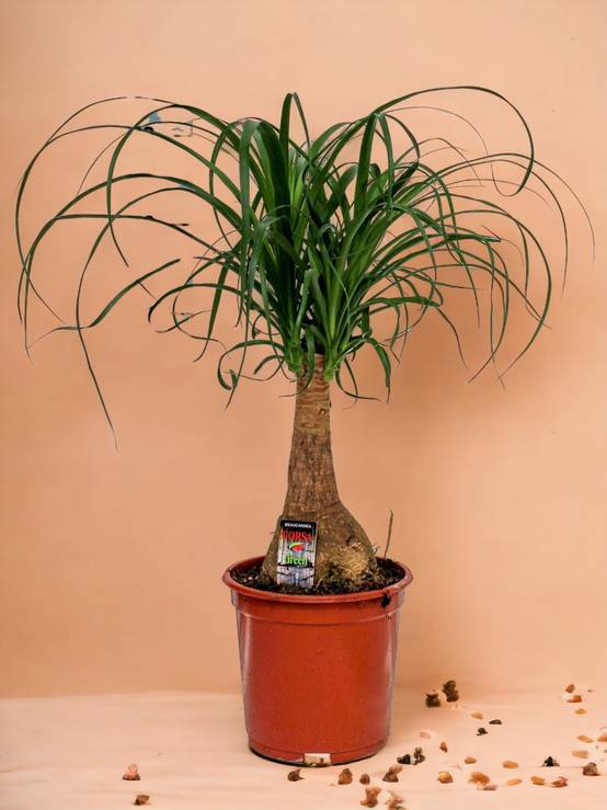 Beaucarnea Nolina 60cm - Plante d'intérieur- La Green Touch - Image 4