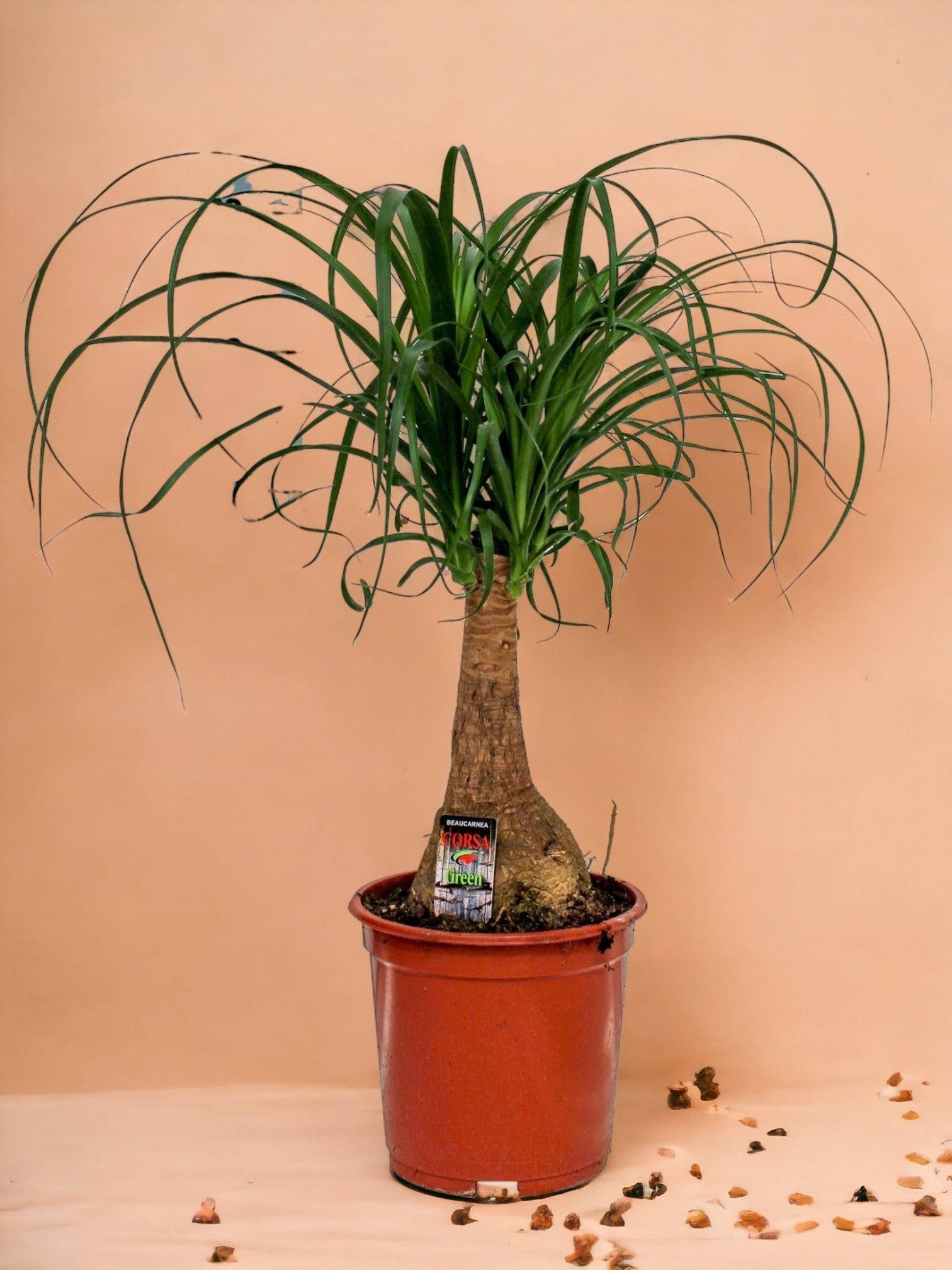 Beaucarnea Nolina 60cm - Plante d'intérieur- La Green Touch - Image 4