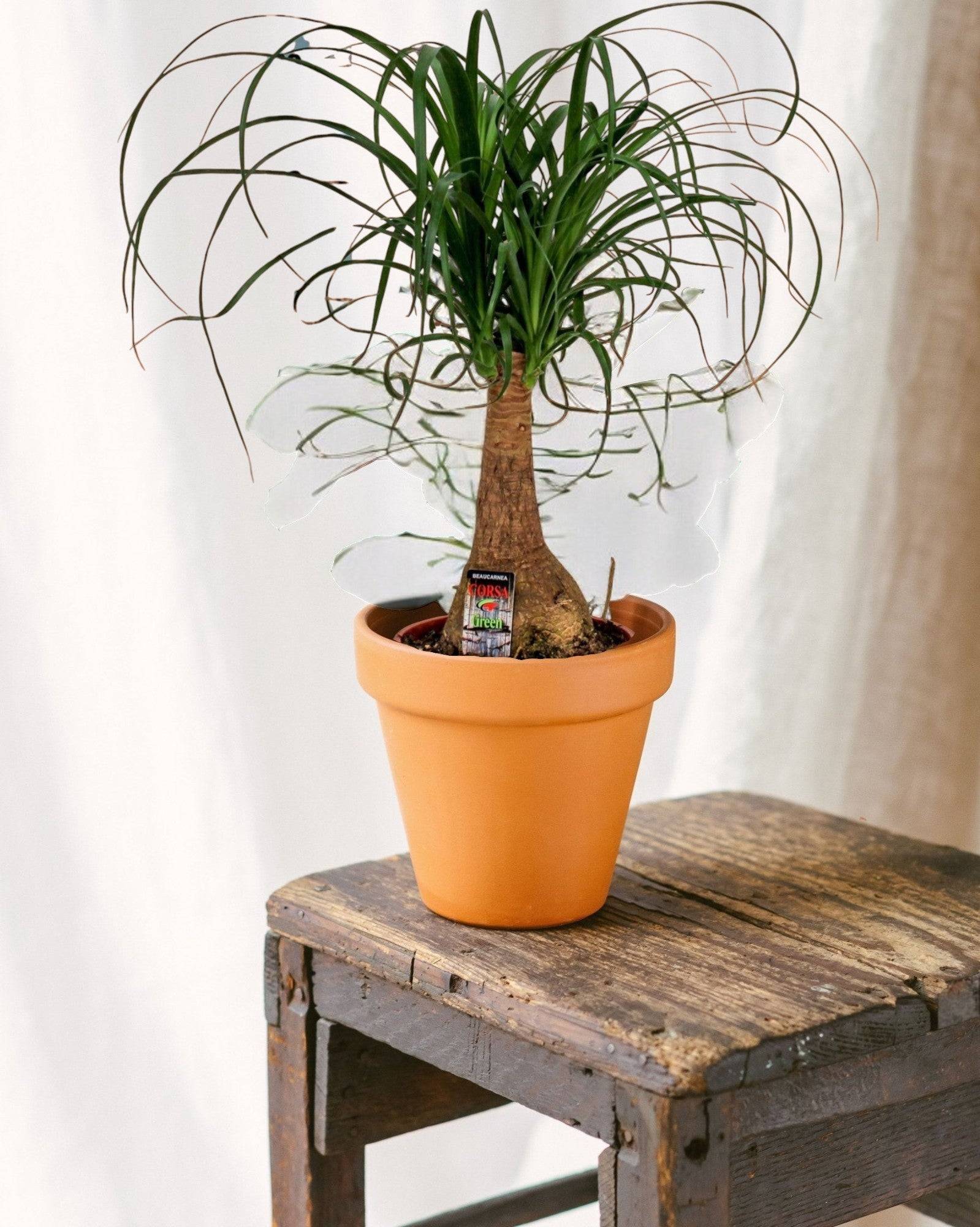 Beaucarnea Nolina 60cm - Plante d'intérieur- La Green Touch - Image 2