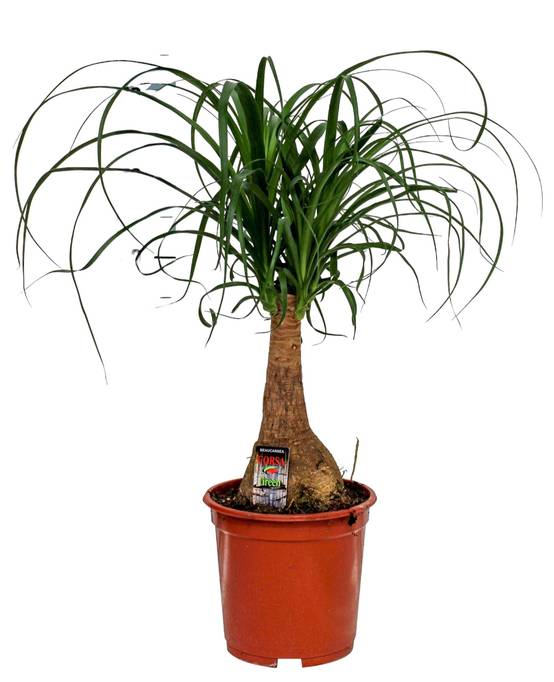 Beaucarnea Nolina 60cm - Plante d'intérieur- La Green Touch - Image 1