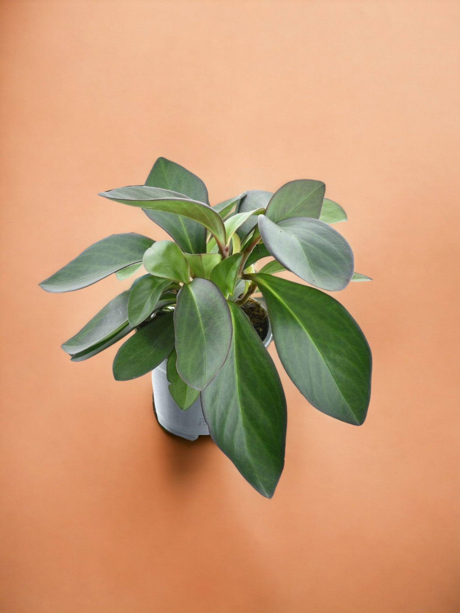 Peperomia Red Margin- La Green Touch - Image 1