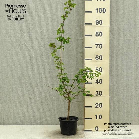 Promesse de Fleurs - Erable champêtre - Acer campestre Pot de 2L/3L - Image 2