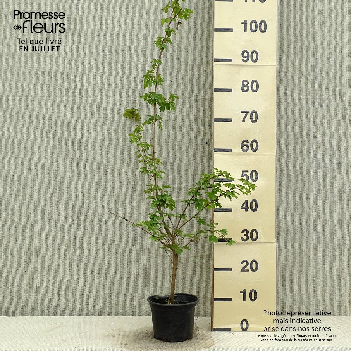 Promesse de Fleurs - Erable champêtre - Acer campestre Pot de 2L/3L - Image 2