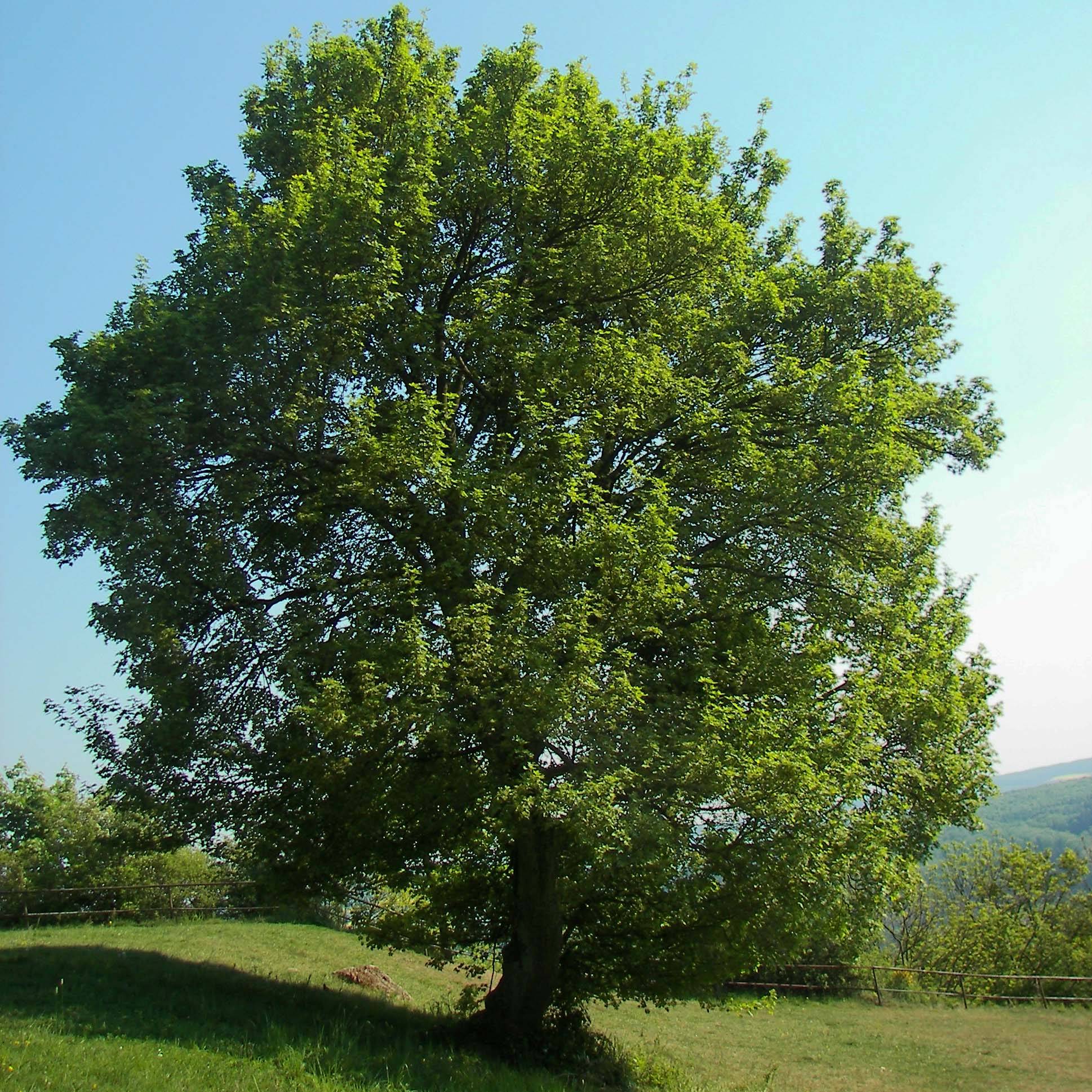 Promesse de Fleurs - Erable champêtre - Acer campestre Pot de 2L/3L - Image 1