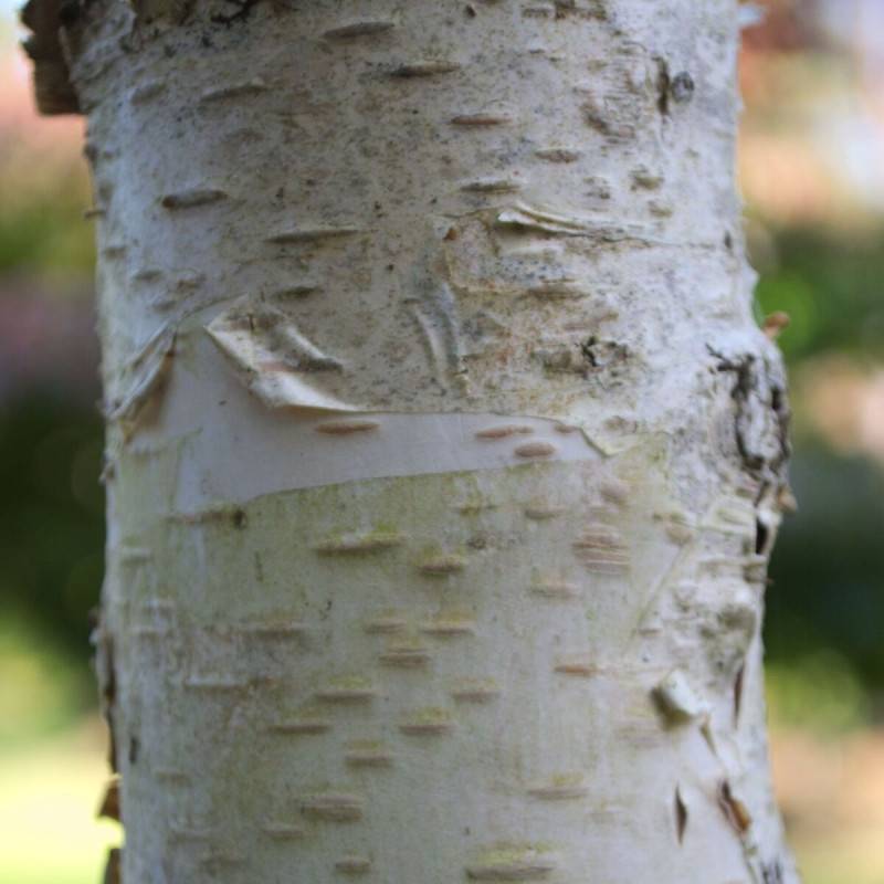 Bouleau de l'Himalaya, Betula - Pot de 25L - 250/300 cm - Image 2