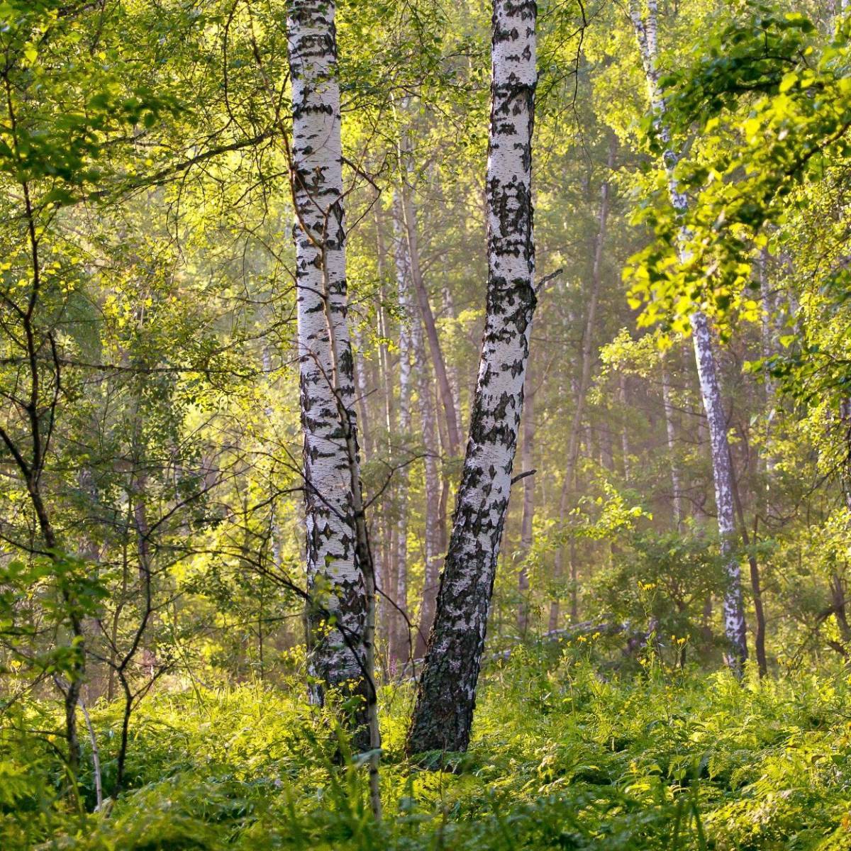 Bouleau de l'Himalaya, Betula - Pot de 25L - 250/300 cm - Image 9