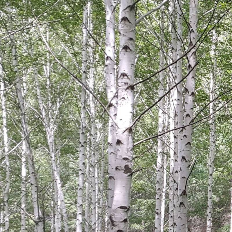 Bouleau de l'Himalaya, Betula - Pot de 25L - 250/300 cm - Image 3