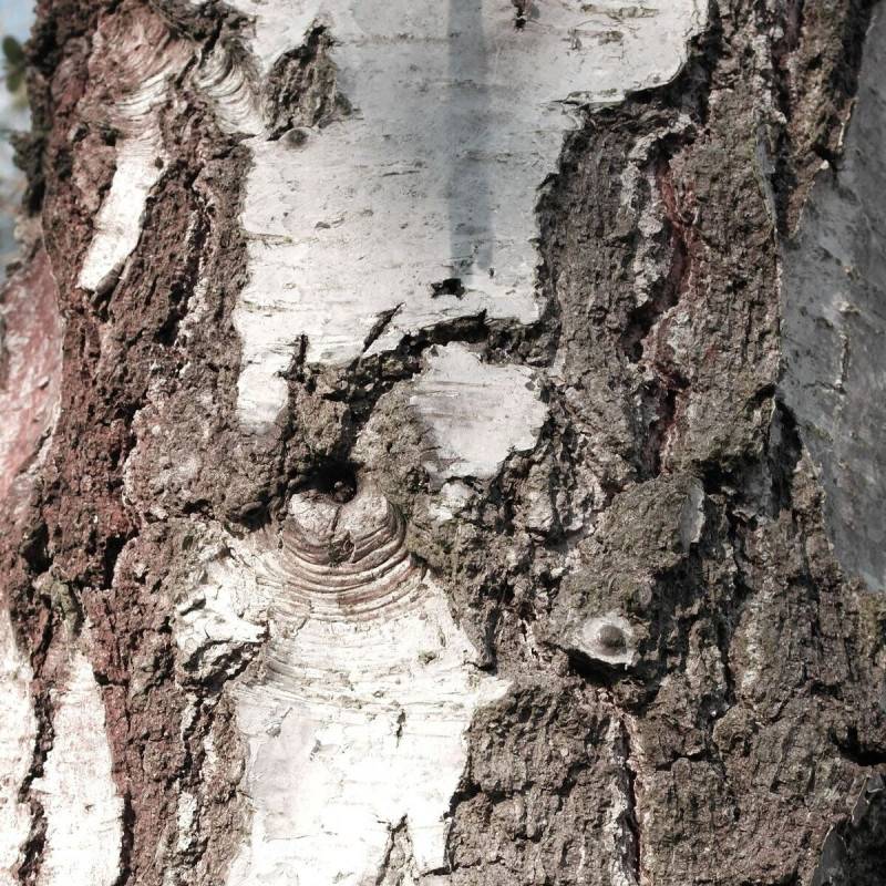Bouleau de l'Himalaya, Betula - Pot de 25L - 250/300 cm - Image 5