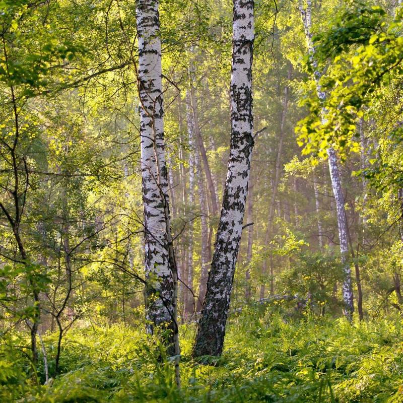 Bouleau de l'Himalaya, Betula - Pot de 25L - 250/300 cm - Image 8