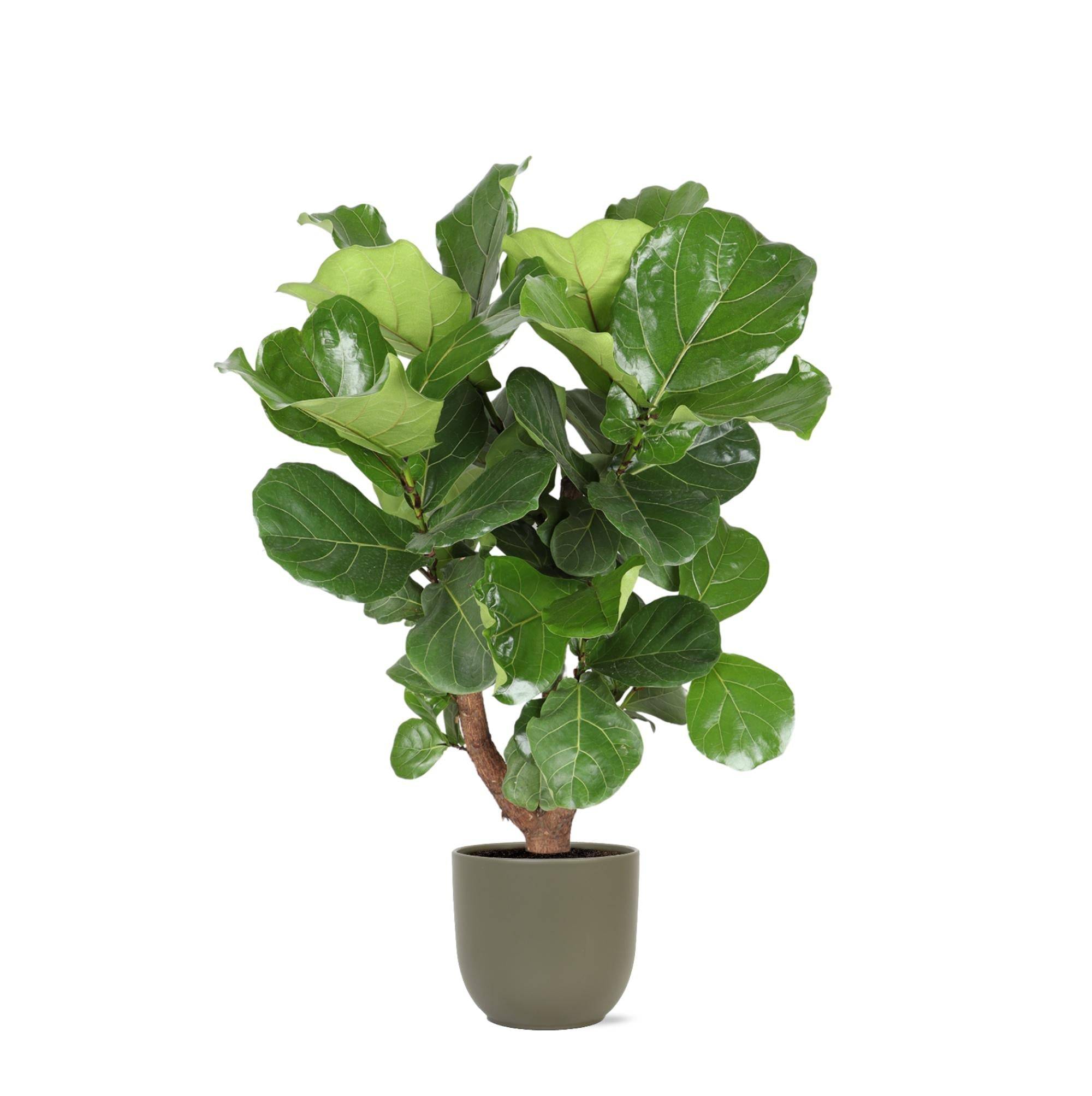 La Green Touch - Ficus Lyrata et son pot- La Green Touch Olive - Hauteur 130cm