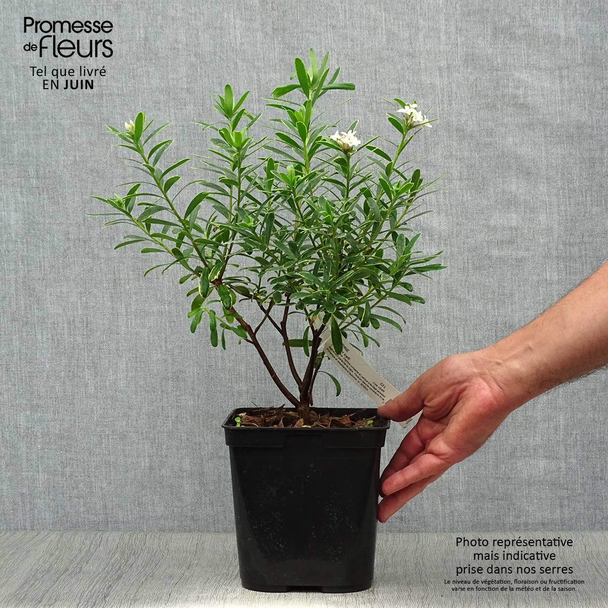 Promesse de Fleurs - Daphne x transatlantica Summer Ice Pot de 3L/4L - Image 2