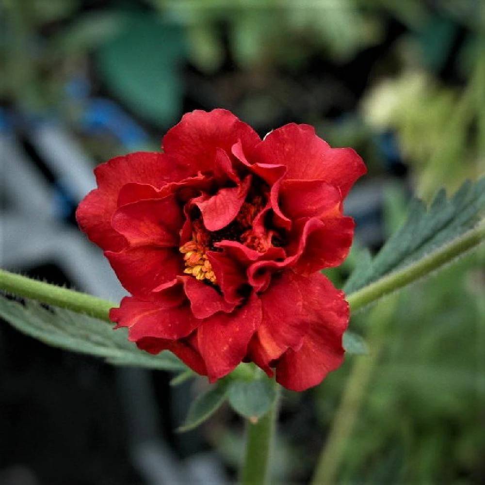 Benoîte Mrs Bradshaw à fleurs Rouge - feuillage Caduc - Godet - 5/20 cm-  hauteur à maturité De 0,50 m à 1,00 m