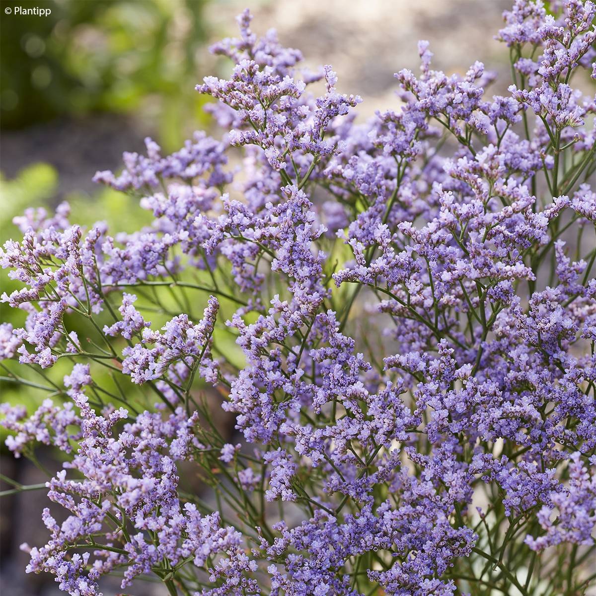 Promesse de Fleurs - limonium Dazzle Rocks - Statice vivace Godet de 8/9 cm