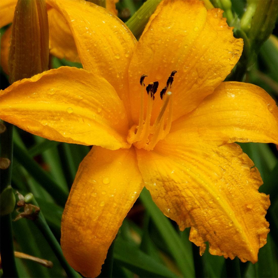 Promesse de Fleurs - Hémérocalle Orange Prelude - Lis d'un jour orange vif Godet de 8/9 cm