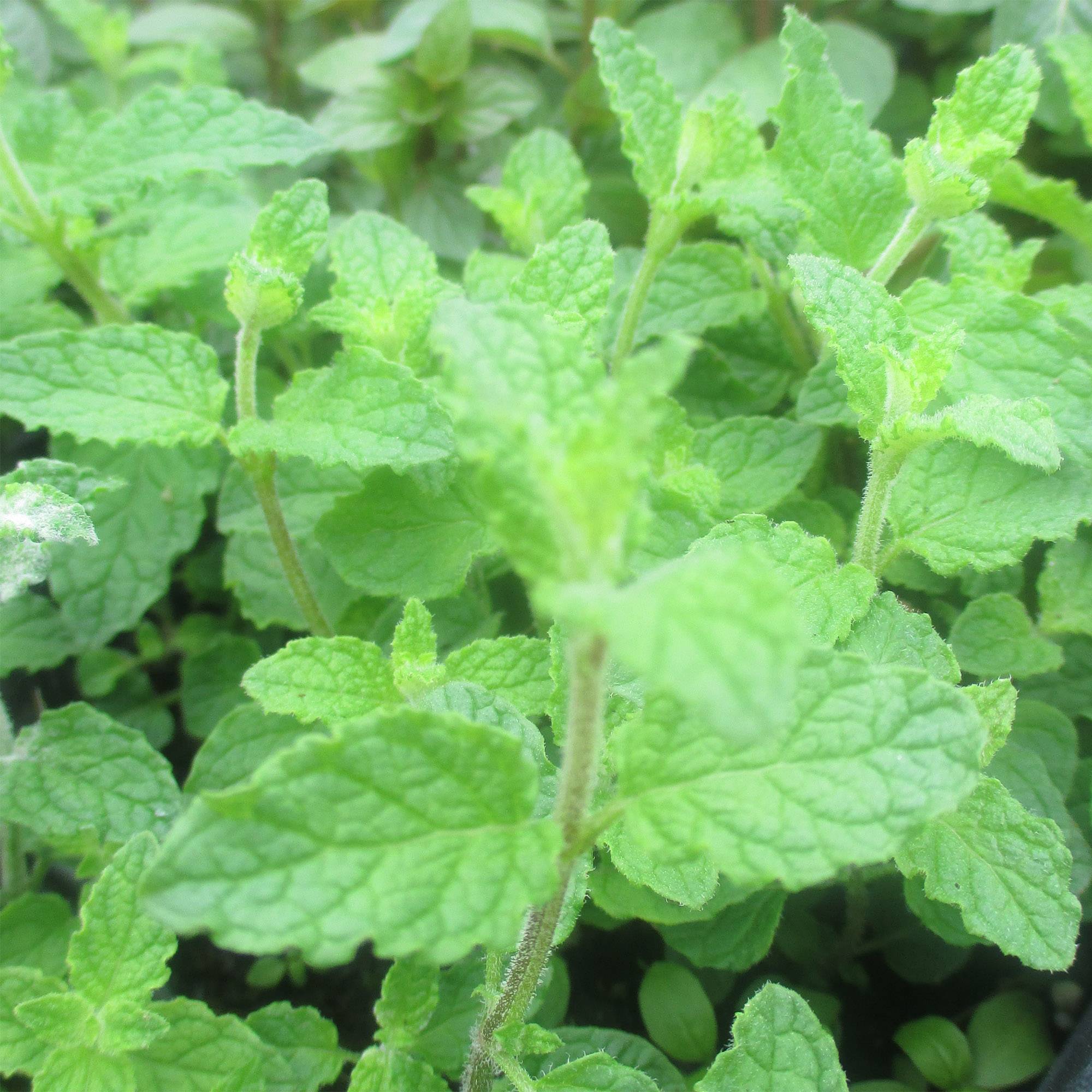 Promesse de Fleurs - Menthe Fraise - Mentha spicata Strawberry  Pot de 1,5L/2L