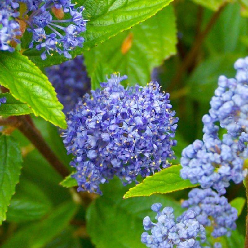 Céanothe 'Gloire de Versailles' (Ceanothus x delilianus 'Gloire de Versailles') - Godet - Taille 13/25cm - Pépinières Naudet - Image 1