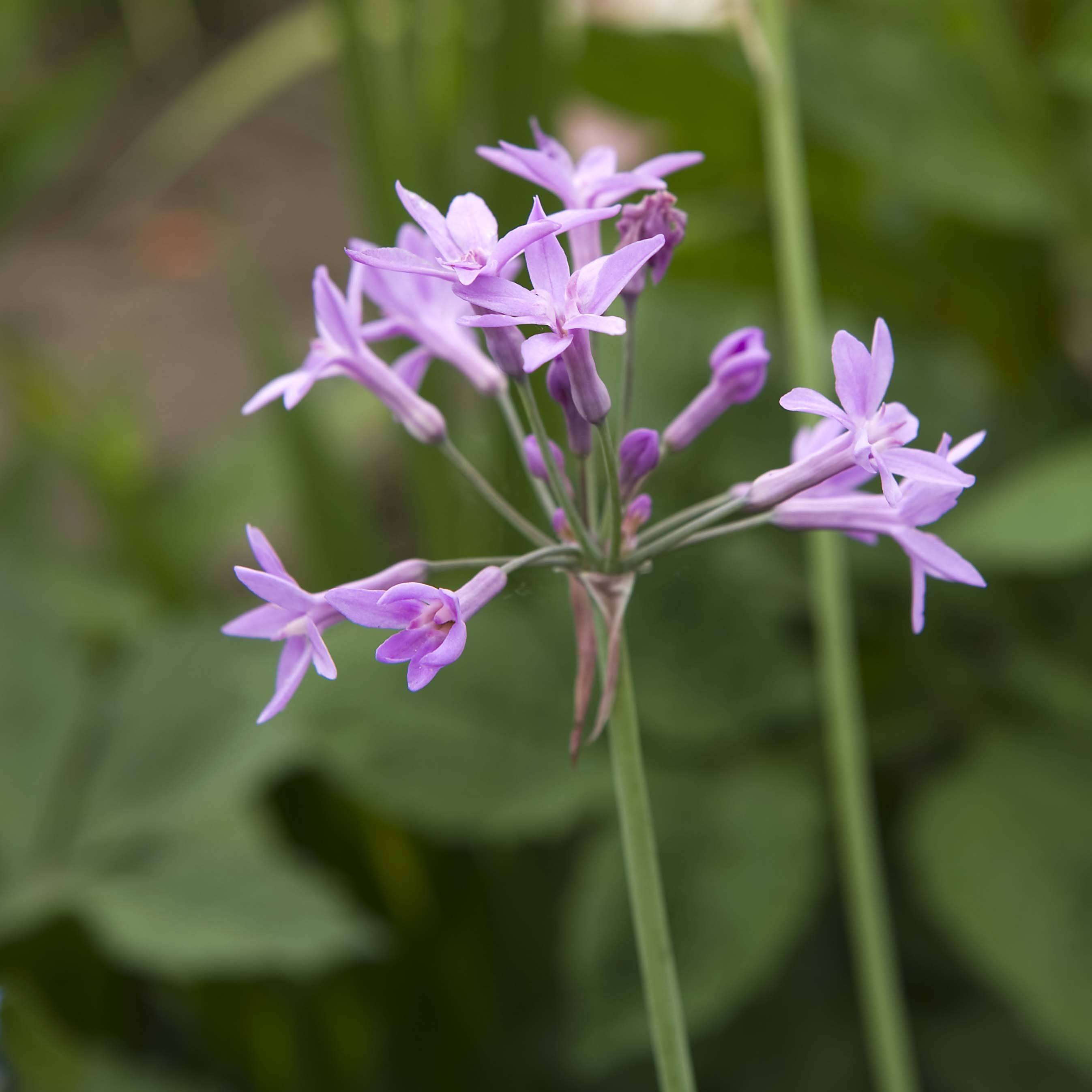 Tulbaghia violacea Kilimanjaro Pot de 2L/3L