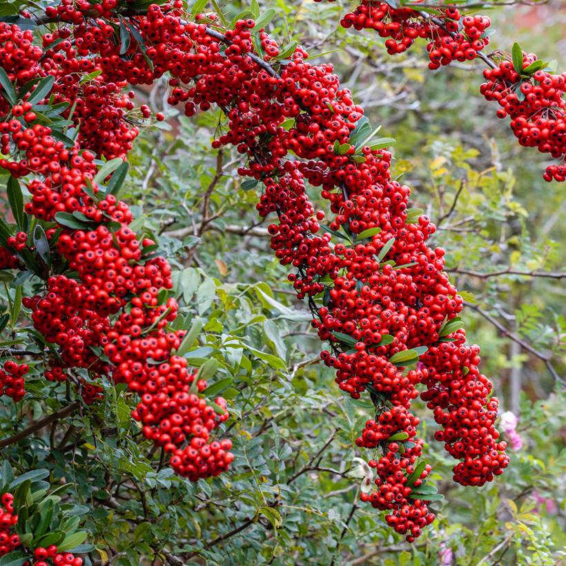 Promesse de Fleurs - Pyracantha SAPHYR Rouge - Buisson ardent Pot de 7,5L/10L