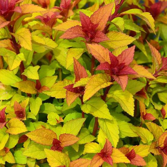 Spirée du Japon Merlo® Star 'Davcpo01', Spiraea à fleurs Rose - feuillage Caduc - Pot de 1,5L - 20/50 cm- hauteur à maturité De 0,50 m à 1,00 m - Image 2