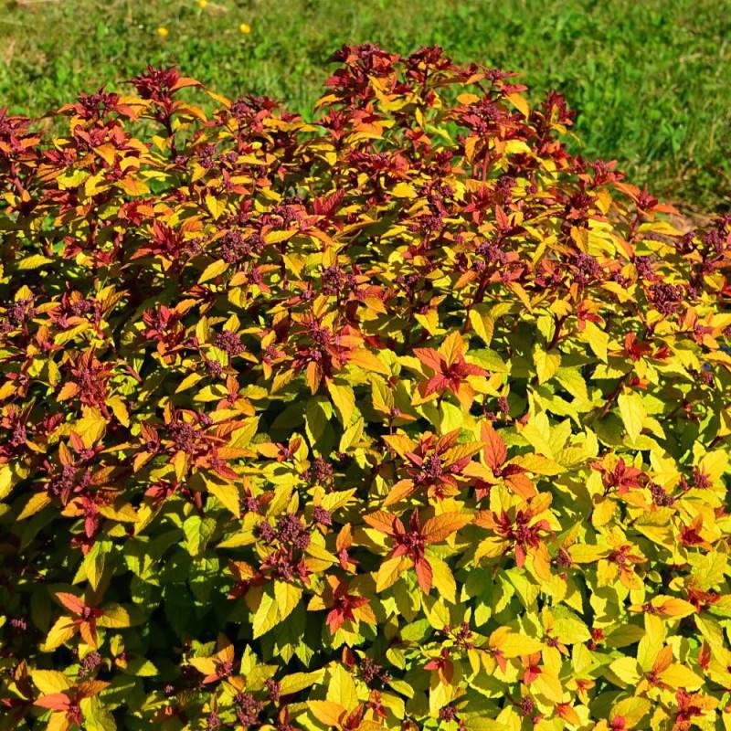 Spirée du Japon Merlo® Star 'Davcpo01', Spiraea à fleurs Rose - feuillage Caduc - Pot de 1,5L - 20/50 cm-  hauteur à maturité De 0,50 m à 1,00 m - Image 4