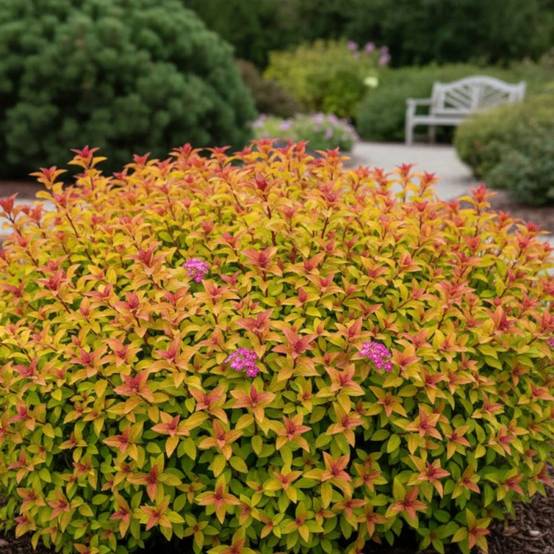 Spirée du Japon Merlo® Star 'Davcpo01', Spiraea à fleurs Rose - feuillage Caduc - Pot de 1,5L - 20/50 cm- hauteur à maturité De 0,50 m à 1,00 m - Image 8