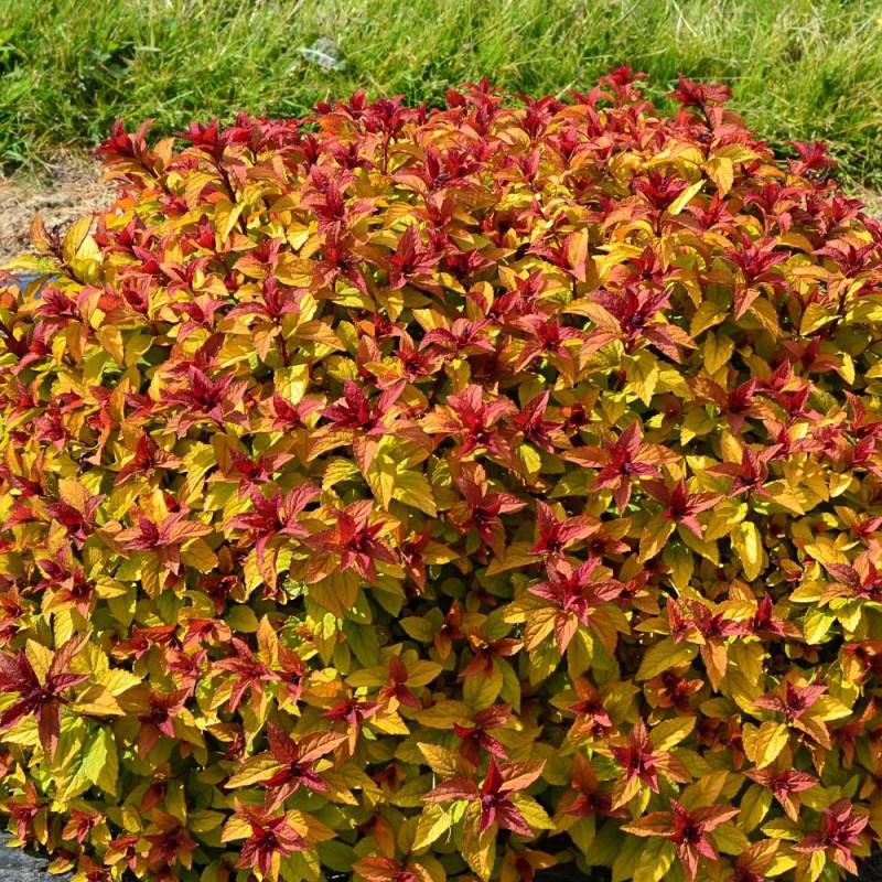 Spirée du Japon Merlo® Star 'Davcpo01', Spiraea à fleurs Rose - feuillage Caduc - Pot de 1,5L - 20/50 cm-  hauteur à maturité De 0,50 m à 1,00 m - Image 3