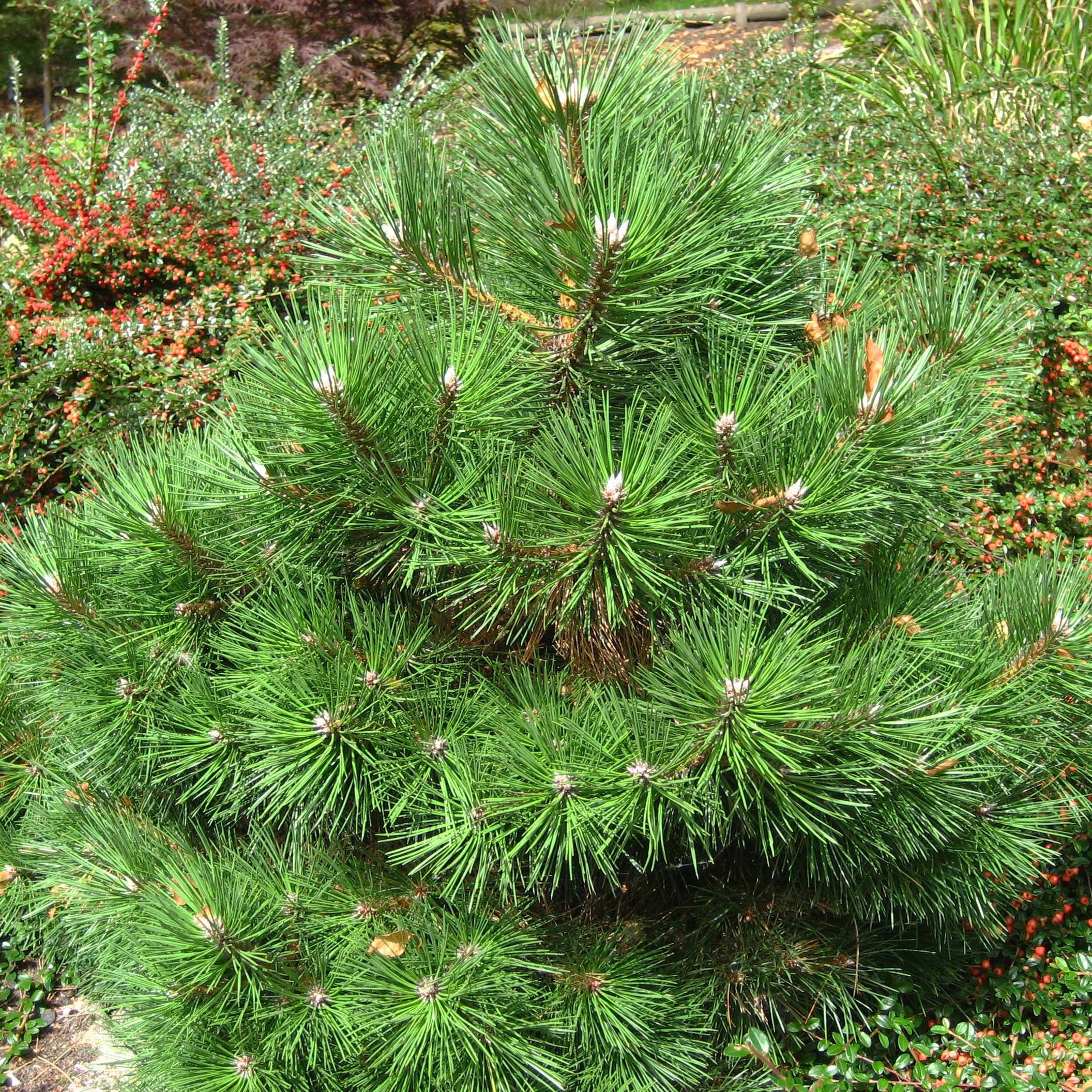 Pin noir nain - Pinus nigra Nana Pot de 7,5L/10L