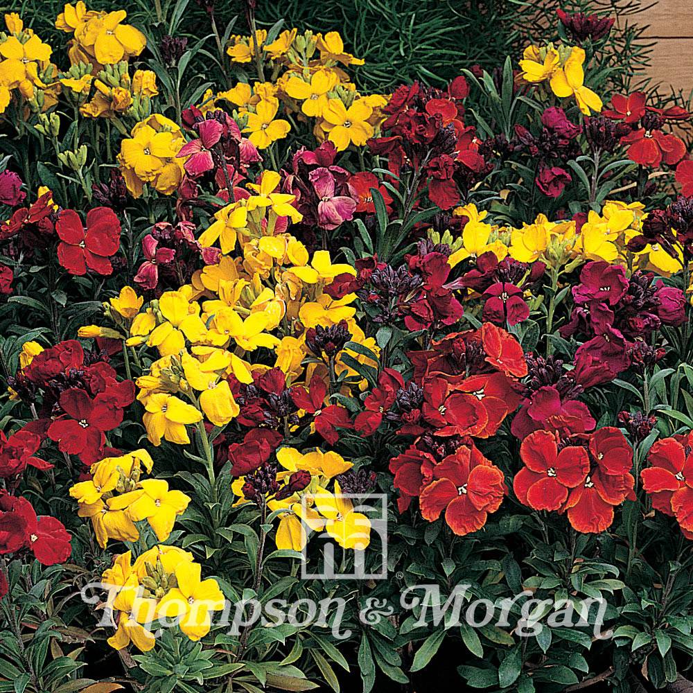 Graines de Giroflée ravenelle Tom Thumb Mixed - Erysimum ou Cheiranthus cheirii le sachet de 200 graines environ (0,5g)