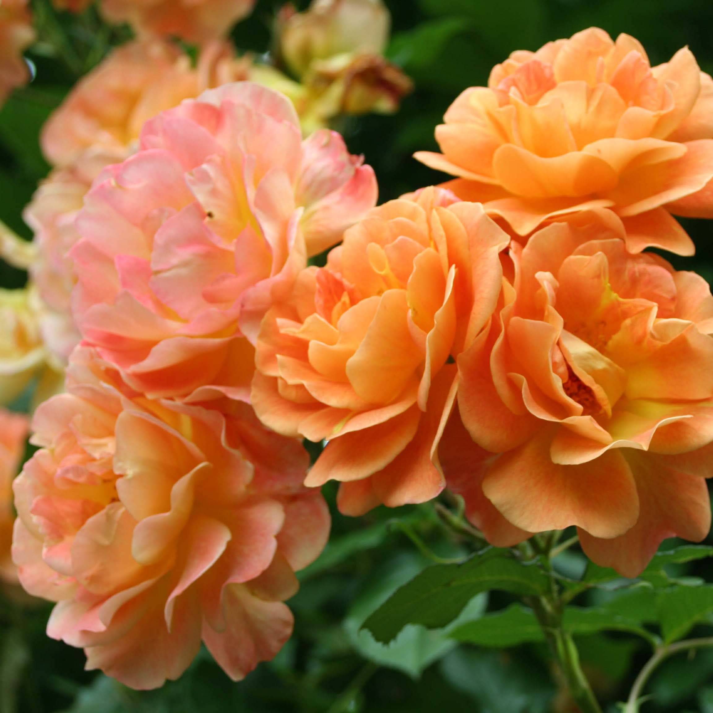 Promesse de Fleurs - Rosier arbustif Westerland Pot de 4L/5L