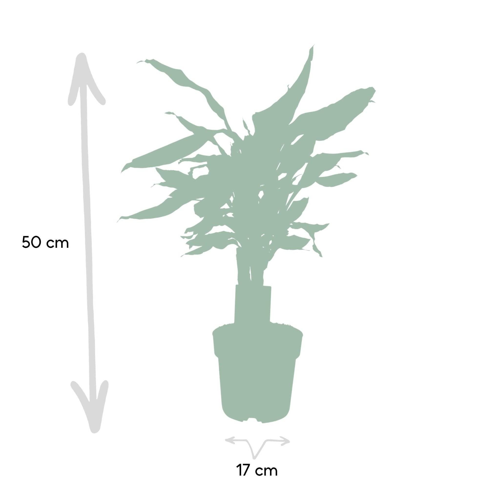 La Green Touch - Dracaena 'Fagrans Steudneri Green' 55cm - Plante d'intérieur- La Green Touch - Image 6