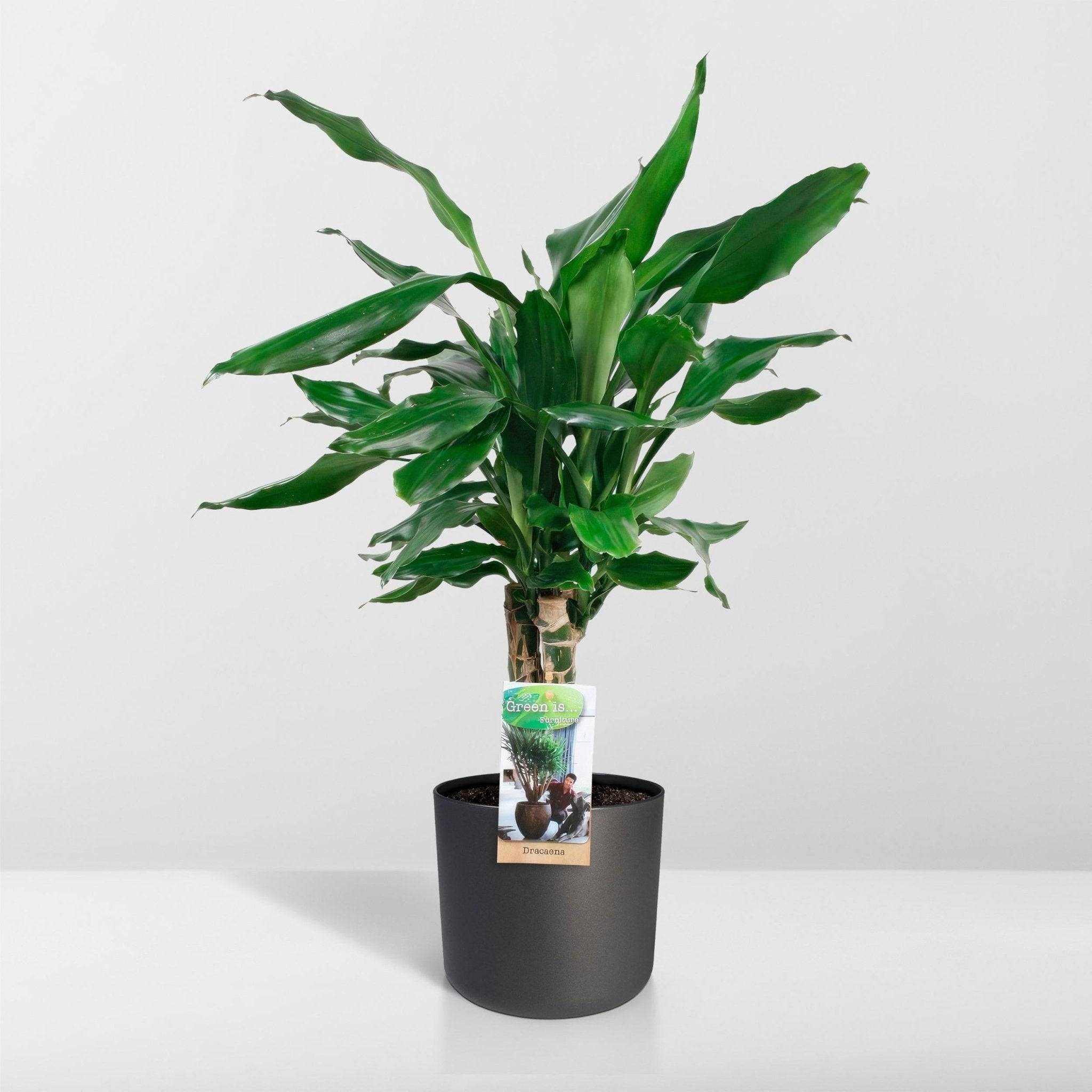 La Green Touch - Dracaena 'Fagrans Steudneri Green' 55cm - Plante d'intérieur- La Green Touch - Image 5