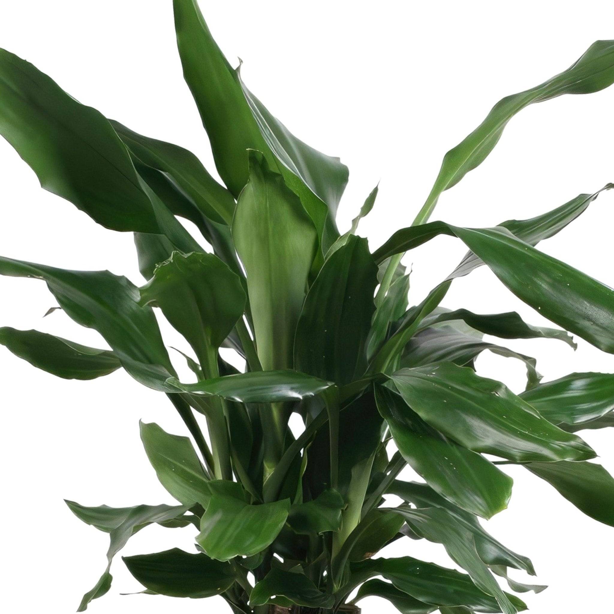 La Green Touch - Dracaena 'Fagrans Steudneri Green' 55cm - Plante d'intérieur- La Green Touch - Image 3