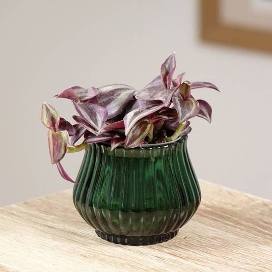 Promesse de Fleurs - Tradescantia zebrina Purple Joy Mini-plante