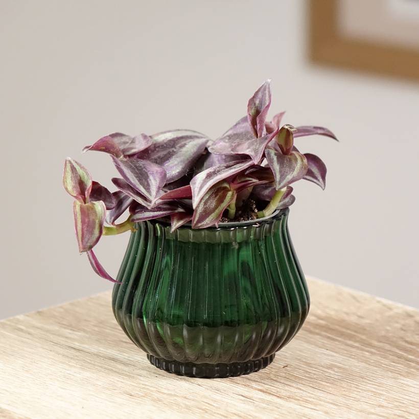 Promesse de Fleurs - Tradescantia zebrina Purple Joy Mini-plante