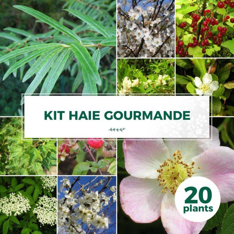 Haie Gourmande - 20 arbustes - - Pépinières Naudet - Image 1