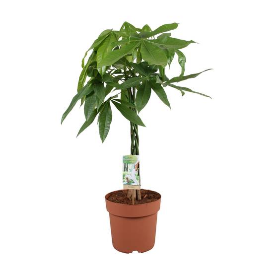 Pachira Aquatica - D17 H70cm
