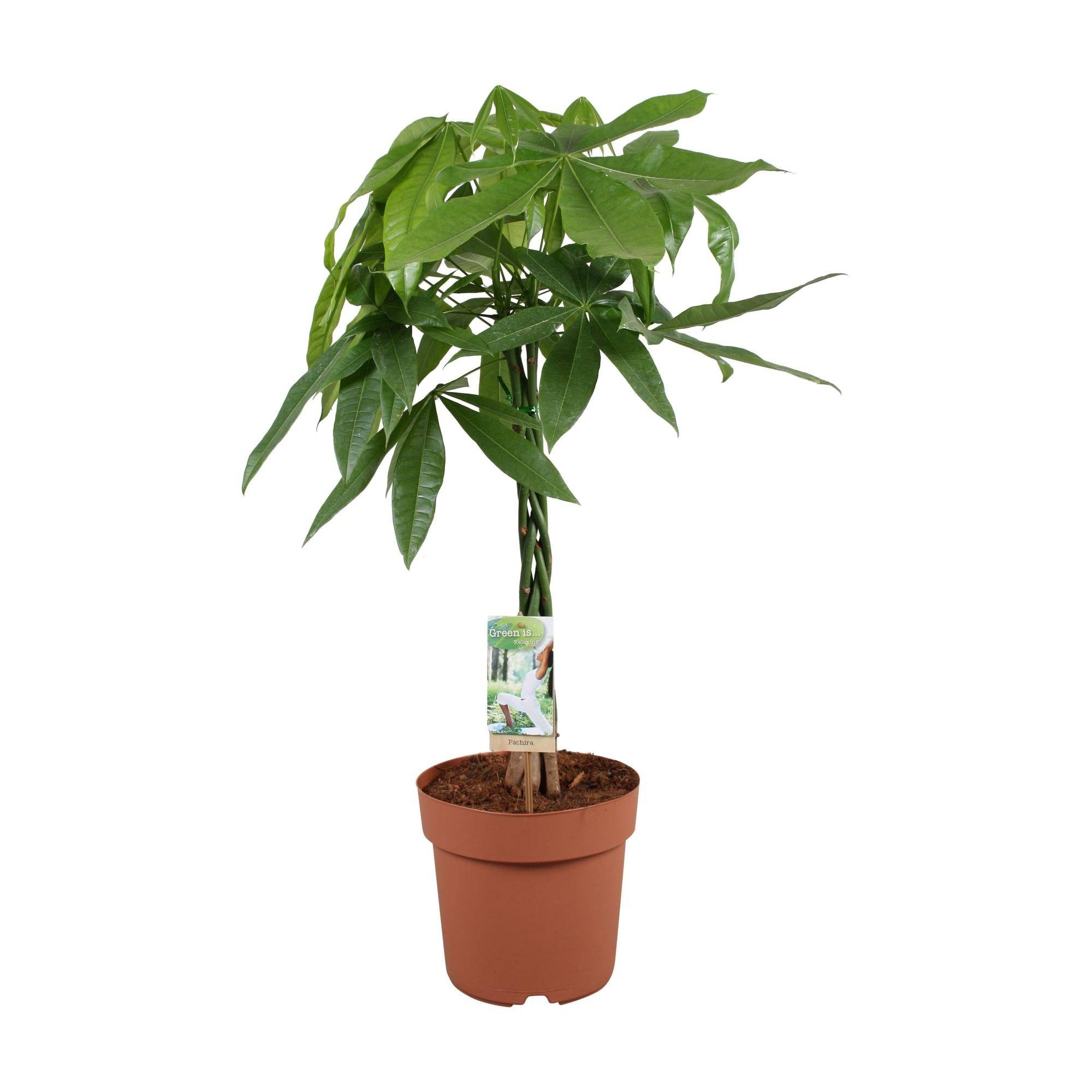 Pachira Aquatica - D17 H70cm