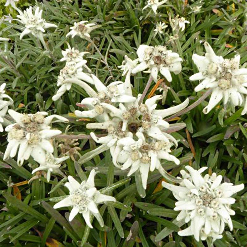 Leontopodium alpinum Mont Blanc - Edelweiss des Alpes Godet de 8/9 cm
