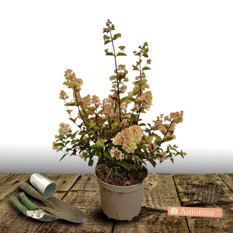 Hortensia paniculata Magical® Mont Blanc 'Kolmamon', Hydrangea paniculata à fleurs Rouge/ - feuillage Caduc - Pot de 7,5L - 40/60 cm - Image 2