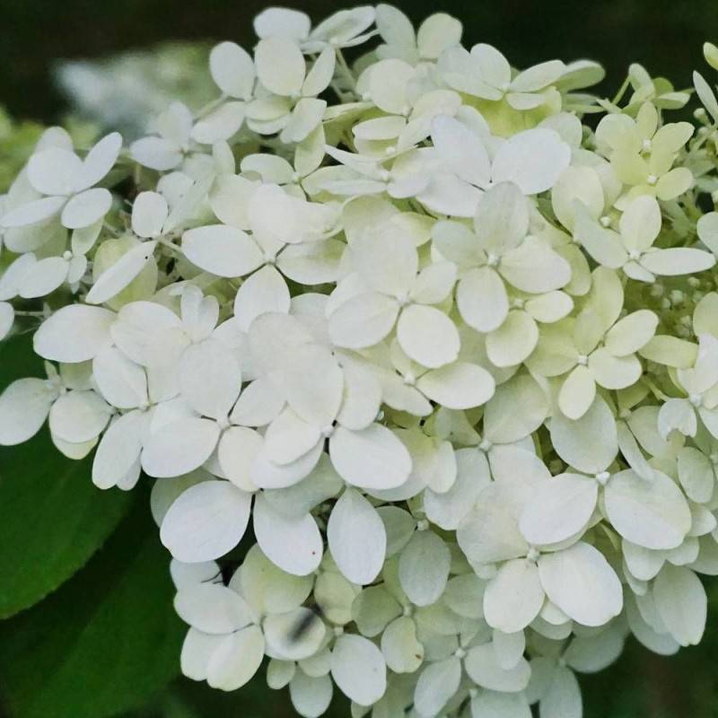 Hortensia paniculata Magical® Mont Blanc 'Kolmamon', Hydrangea paniculata à fleurs Rouge - feuillage Caduc - Pot de 4L - 40/60 cm-  hauteur à maturité - Image 1