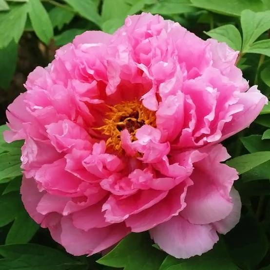 Promesse de Fleurs - Pivoine arbustive Rou Fu Rong - Paeonia suffruticosa Pot de 2L/3L