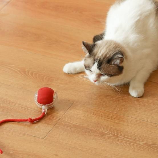 IntiMeg - Jouet pour chat Balle automatique pour chat Bleu IntiMeg - Image 4