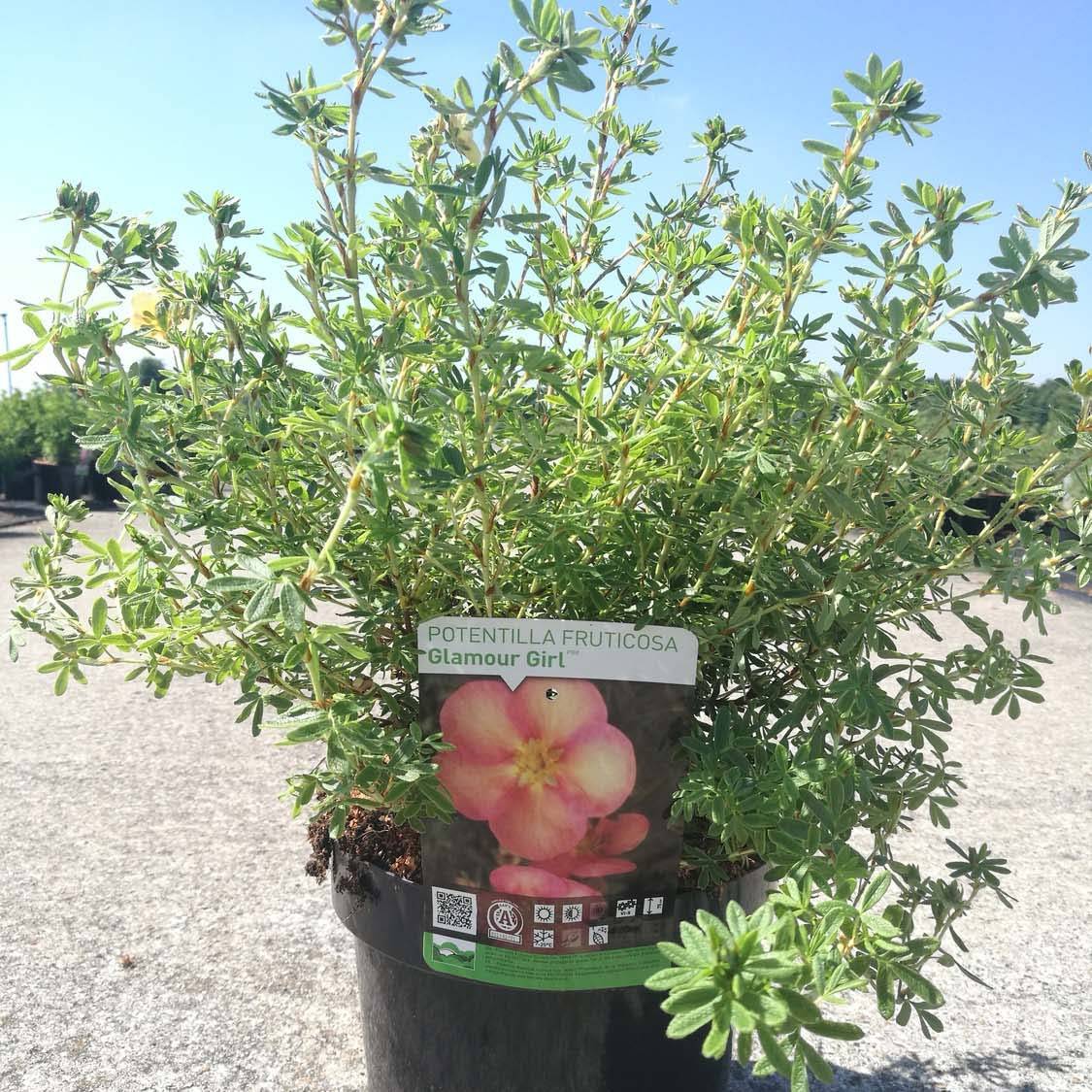 Promesse de Fleurs - Potentilla fructicosa Glamour Girl - Potentille arbustive Pot de 2L/3L - Image 1